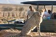 Our ultimate South Africa safari bucket list for wildlife lovers