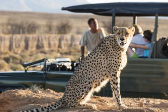 Our ultimate South Africa safari bucket list for wildlife lovers