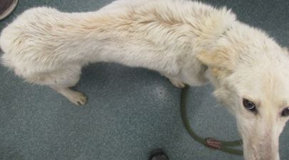 Waterford man convicted of animal welfare offences against a German Shepherd