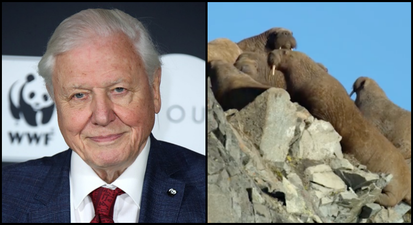 David Attenborough’s new nature documentary series on Netflix has left people very emotional