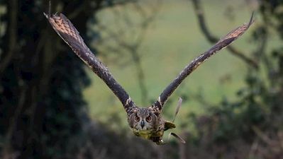 An eagle owl capable of eating a fully grown deer has gone missing in Kildare