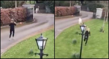 Jogger in Kildare gets chased by a rogue goat and it’s bleating hilarious
