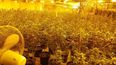 Cannabis worth €800,000 discovered in substantial grow house in Waterford