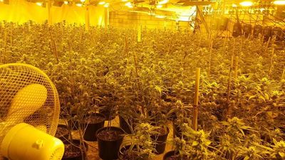 Cannabis worth €800,000 discovered in substantial grow house in Waterford