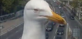 Two sassy seagulls causing havoc with traffic cameras is proof they’re getting organised