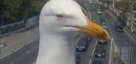 Two sassy seagulls causing havoc with traffic cameras is proof they’re getting organised