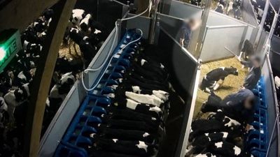 ISPCA “horrified and angered” by footage of Irish dairy calves being kicked and stamped on in France
