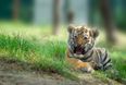 Rare tiger cub accidentally crushed to death by its mother at Dublin Zoo