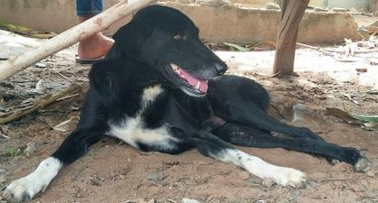 Dog rescues baby that was buried alive in a Thailand field