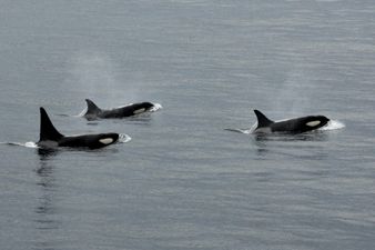 Rare killer whale spotted off the coast of Cork