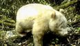Rare albino Panda caught on camera for the first time in China