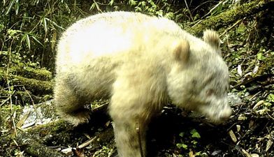 Rare albino Panda caught on camera for the first time in China
