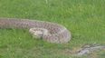 PICS: Five-foot long snake found abandoned near Sally Gap in Wicklow