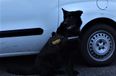 Man arrested after woman threatened at knifepoint in Cork, Garda dog saves the day