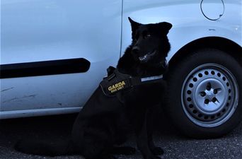 Man arrested after woman threatened at knifepoint in Cork, Garda dog saves the day