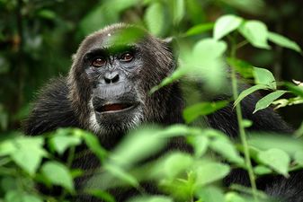 David Attenborough’s cinematographer reveals where he thinks the most beautiful place is on the entire planet