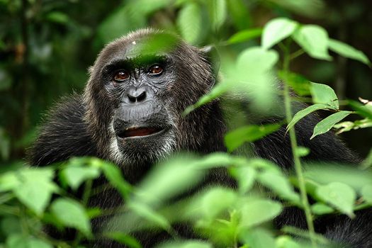 doug allen interview