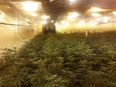 PICS: Gardaí uncover a grow house containing €900,000 worth of cannabis