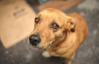 Study finds dogs have developed “puppy dog eyes” specifically to create sympathy in humans