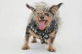 The world’s ugliest dog for 2019 has been announced