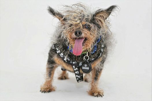 World's ugliest dog