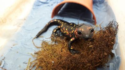 Eight rare salamanders and a natterjack toad seized in Ireland
