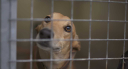 Irish Greyhound Board condemns ‘deplorable actions towards greyhounds’ as seen in RTE’s documentary