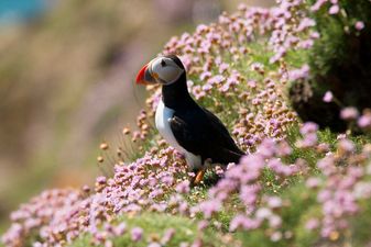 Populations of many Irish birds, including barn owls, have been “decimated”