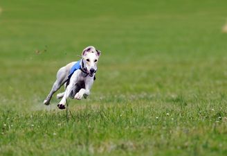 Barry’s Tea announce decision to pull sponsorship from greyhound racing event