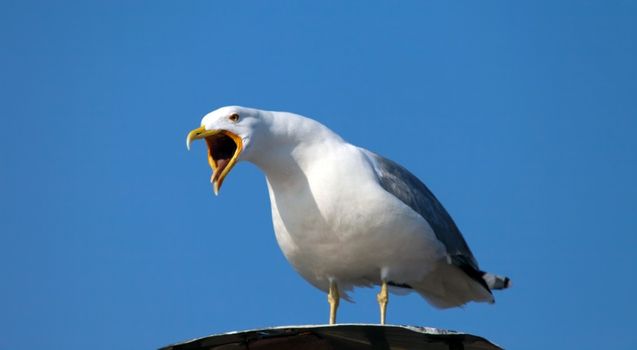 aggressive birds Ireland
