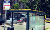 Hundreds of bus stops in Holland covered in plants for honeybees