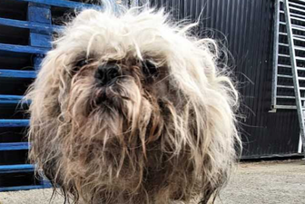 Dog dies after being ‘eaten alive’ by maggots due to severe neglect in Dublin