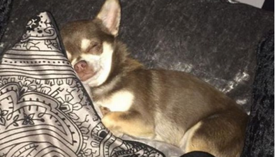 Woman devastated as dog snatched from garden by seagull