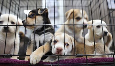 725 dogs put to sleep in Irish pounds last year