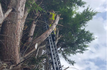 Social media is having a field day with this cat’s reaction after a Dublin fireman rescued it from a tree