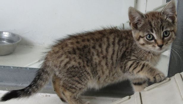 ISPCA cats and kittens