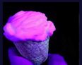 Cork ice-cream makers create Glow-In-The-Dark ice-cream