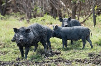 Here’s where all these jokes about “30-50 feral hogs” came from