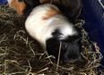 Four guinea pigs and a goldfish found abandoned in apartment in Cork