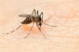 Philippines confirms an epidemic of Dengue fever