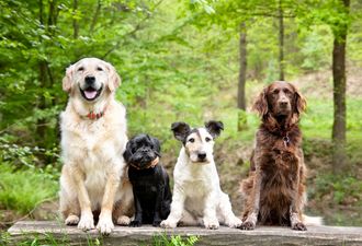 QUIZ: Can you name the breeds of all these dogs?