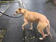ISPCA appeal for information after lurcher dog in “shocking condition” rescued in Longford