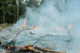Amazon fires are man-made, experts have said