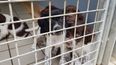 19 dogs including six puppies removed from a property by the ISPCA