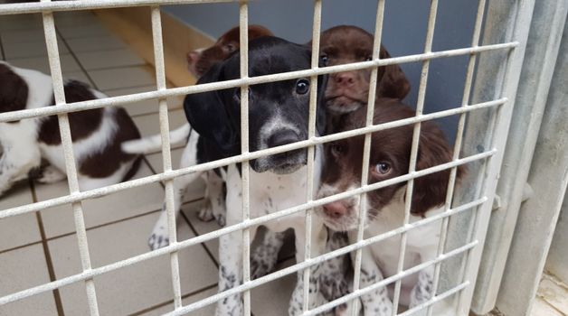 dogs rescued meath