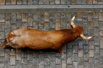 Man gored to death by bull at Spanish bull run