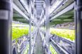 ‘Stacks of snooker tables in a tower’: Why vertical farms are the future of food production