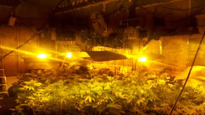 Gardaí share images of €90,000 worth of cannabis found in Limerick