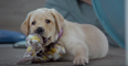 Netflix have added an excellent documentary about puppies training to become guide dogs