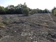 “Thousands of creatures wiped out” as Tallaght wetlands destroyed overnight